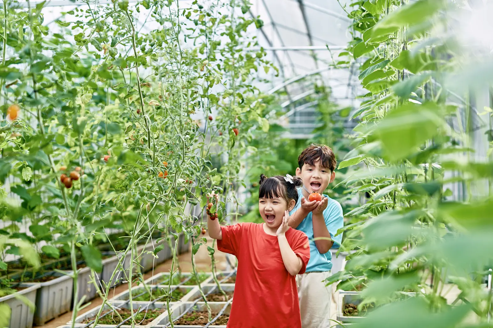 Hai bé cười tươi khi hái cà chua trong vườn rau nhà kính ở Flamingo Đại Lải