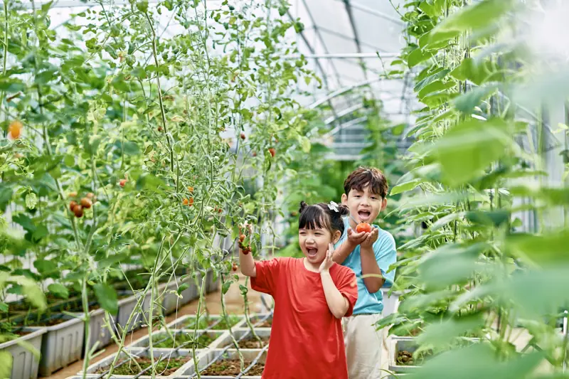 Hai bé cười tươi khi hái cà chua trong vườn rau nhà kính ở Flamingo Đại Lải