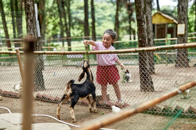 Bé gái cho dê ăn ở vườn thú Hohoo Zoo, Flamingo Đại Lải
